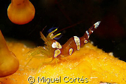 Squat shrimp. by Miguel Cortés 